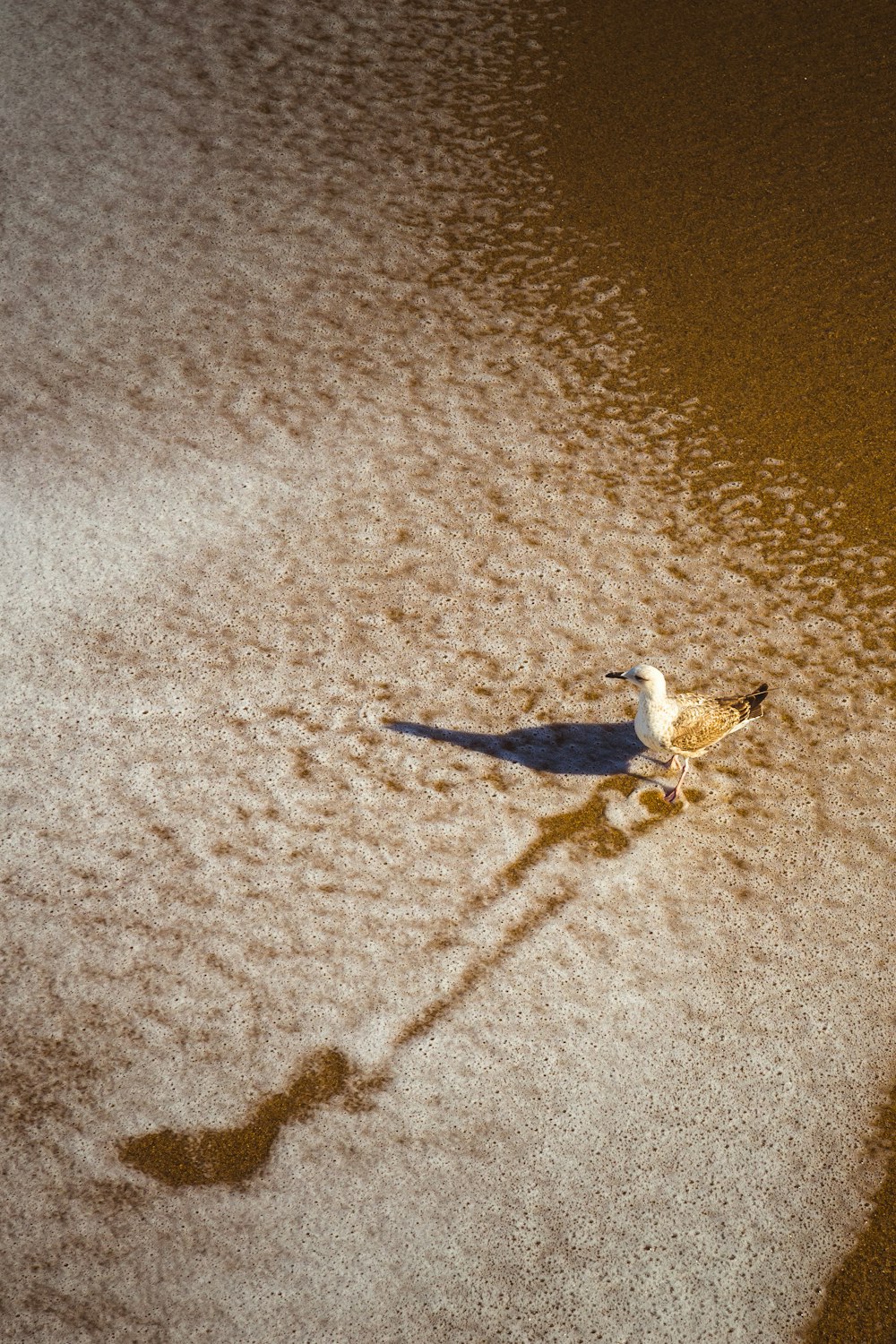 white and gray bird on gray sand