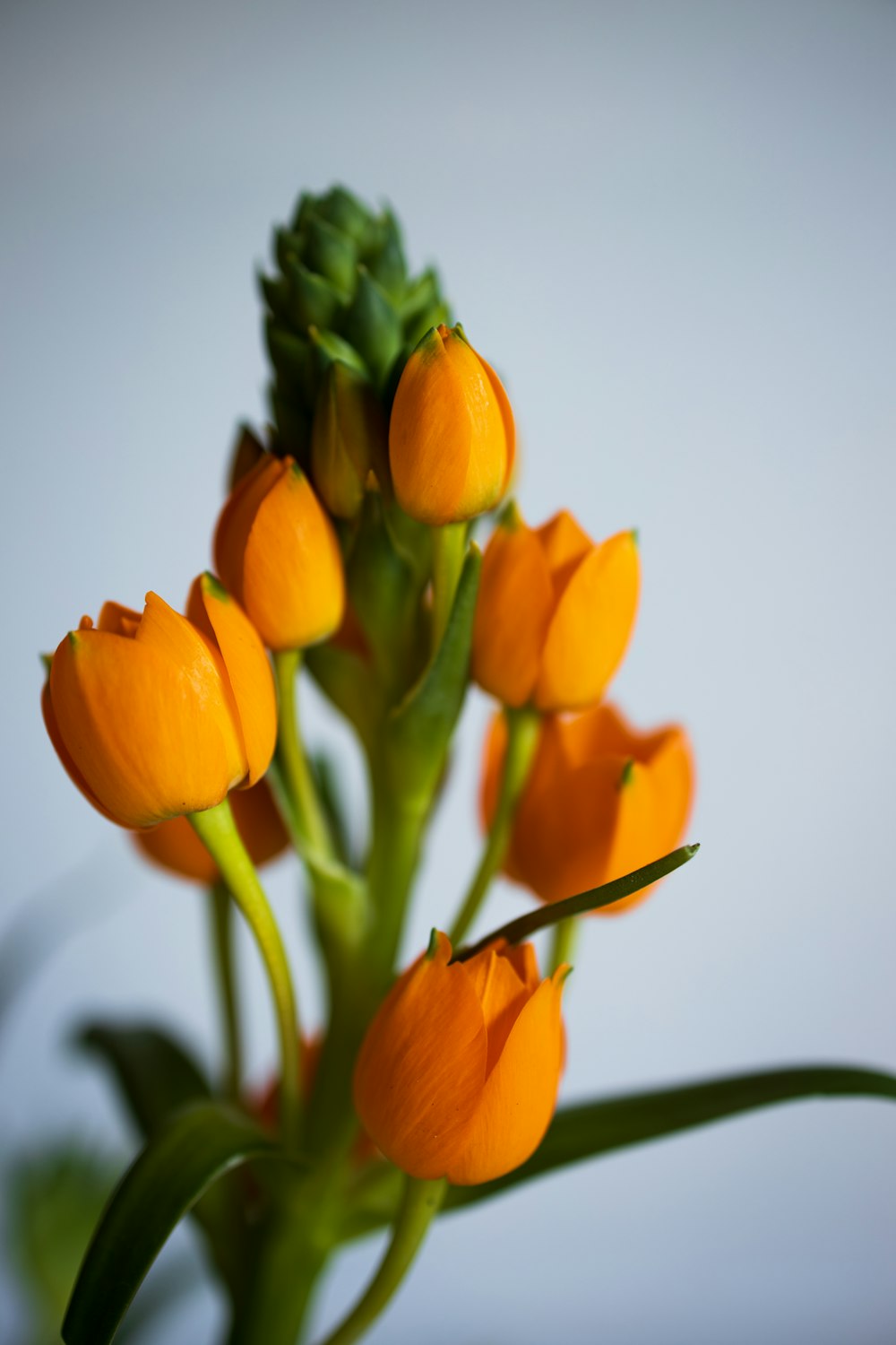 yellow tulips in white background