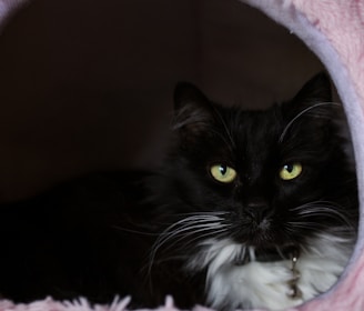 A black and white cat is comfortably nestled in a cozy, soft pink bed. The cat has striking yellow eyes and a fluffy coat with long whiskers. Its face is framed by the entrance of the bed, creating a warm and snug atmosphere.