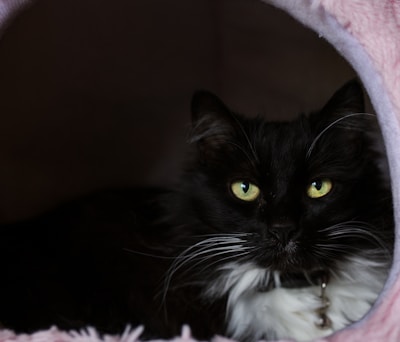 A black and white cat is comfortably nestled in a cozy, soft pink bed. The cat has striking yellow eyes and a fluffy coat with long whiskers. Its face is framed by the entrance of the bed, creating a warm and snug atmosphere.