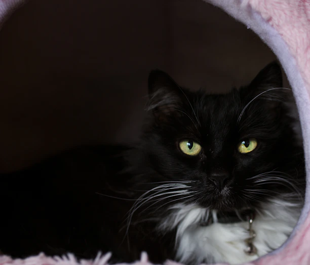 Elegant cat bed with soft fabric and a playful cat resting inside