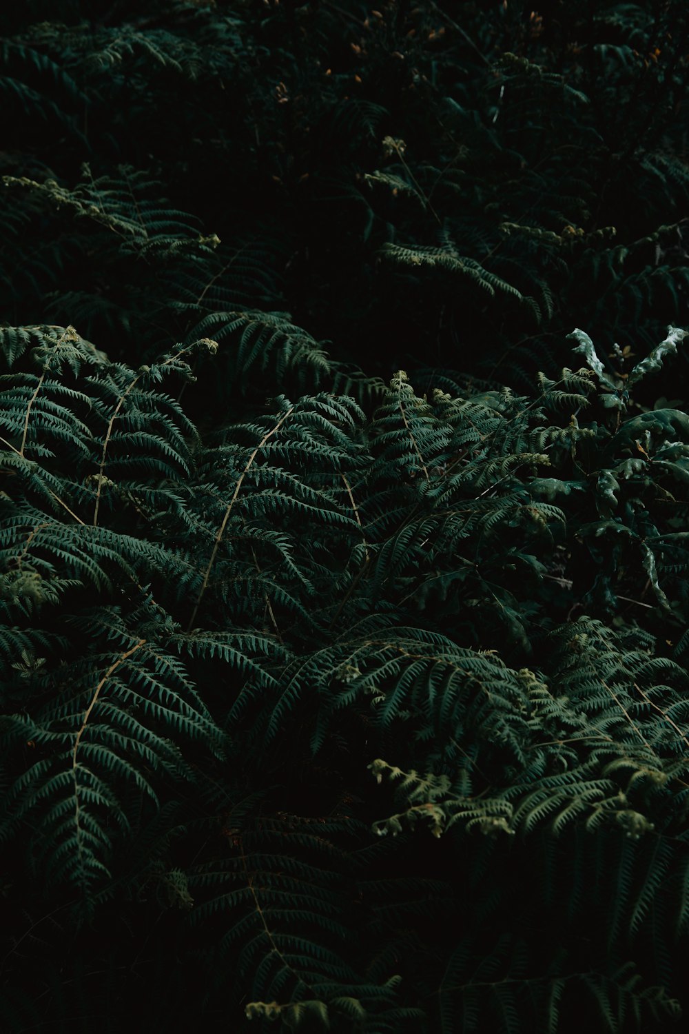 green plant leaves during night time