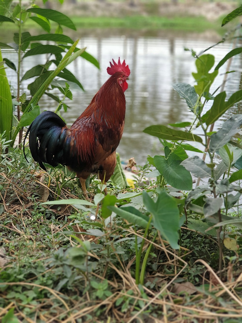 red rooster on green grass during daytime