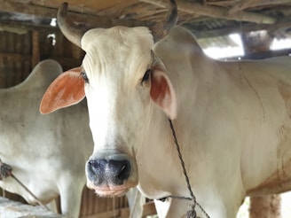 A close-up view of a cow with light brown and white fur, prominent horns, and large ears. The cow is inside a barn with a rustic wooden roof and another cow partially visible in the background.