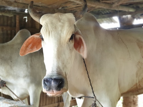 Close-up of a healthy dairy cow being gently milked inside the modern barn.