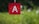 A red square keychain with a white letter 'A' in the center, surrounded by small orange rays indicating emphasis or excitement. The background is a blurred greenery, providing a contrast to the bold colors of the keychain.