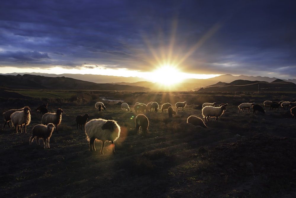 herd of sheep on field during daytime