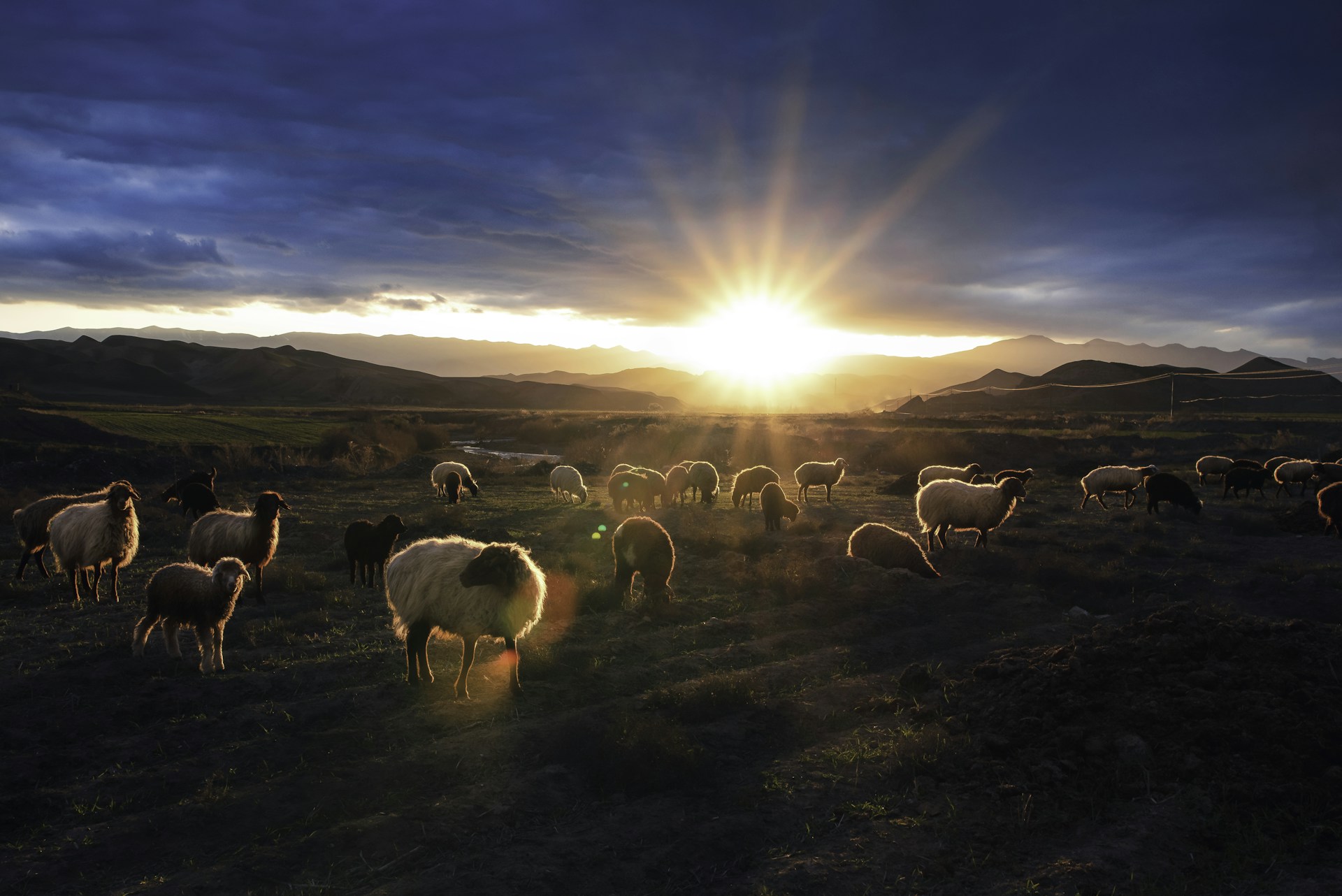 herd of sheep on field during daytime