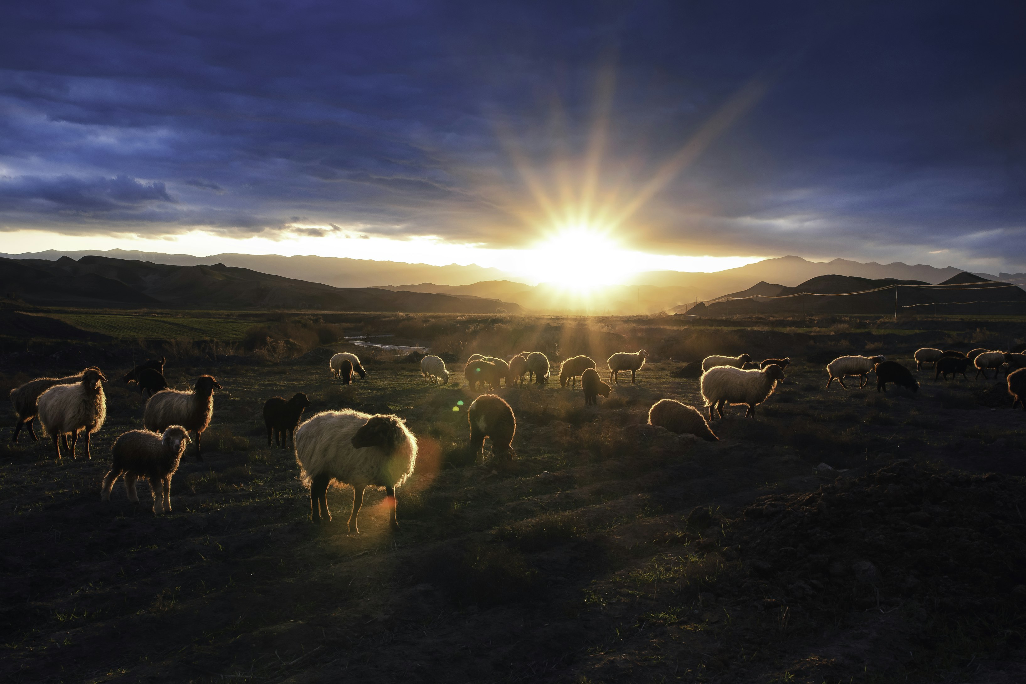 Alone in a New World With Vast Open Space, and Sheep