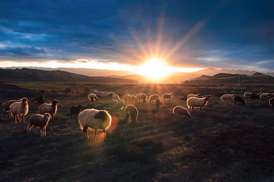 herd of sheep on field during daytime in Kalat Iran