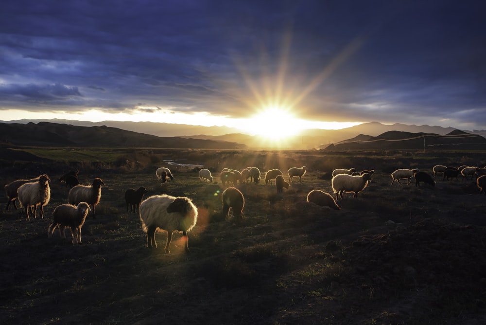 rebaño de ovejas en el campo durante el día