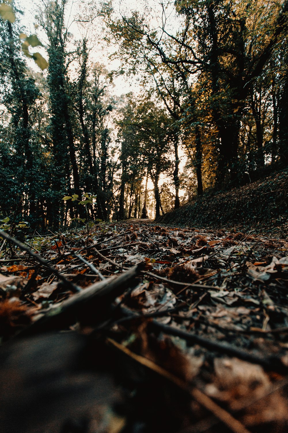 brown dried leaves on ground