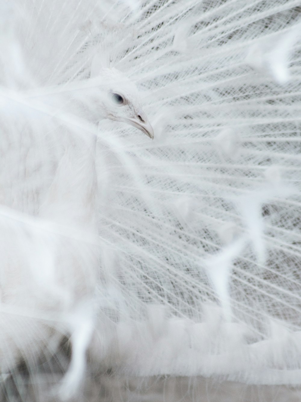 white bird on black textile