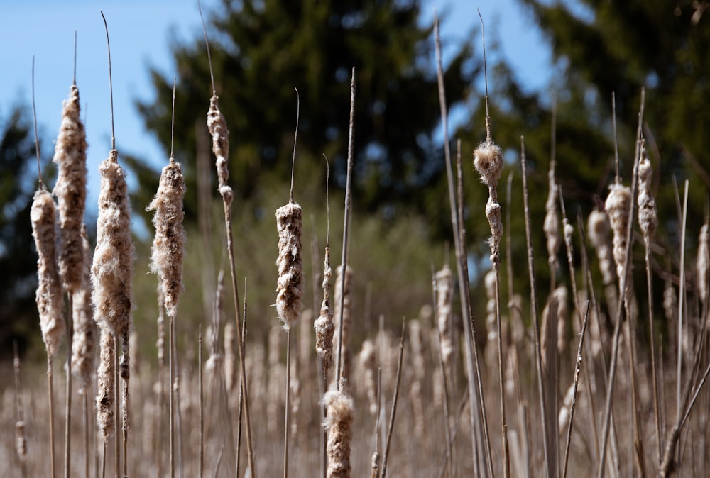 brown wheat in close up photography