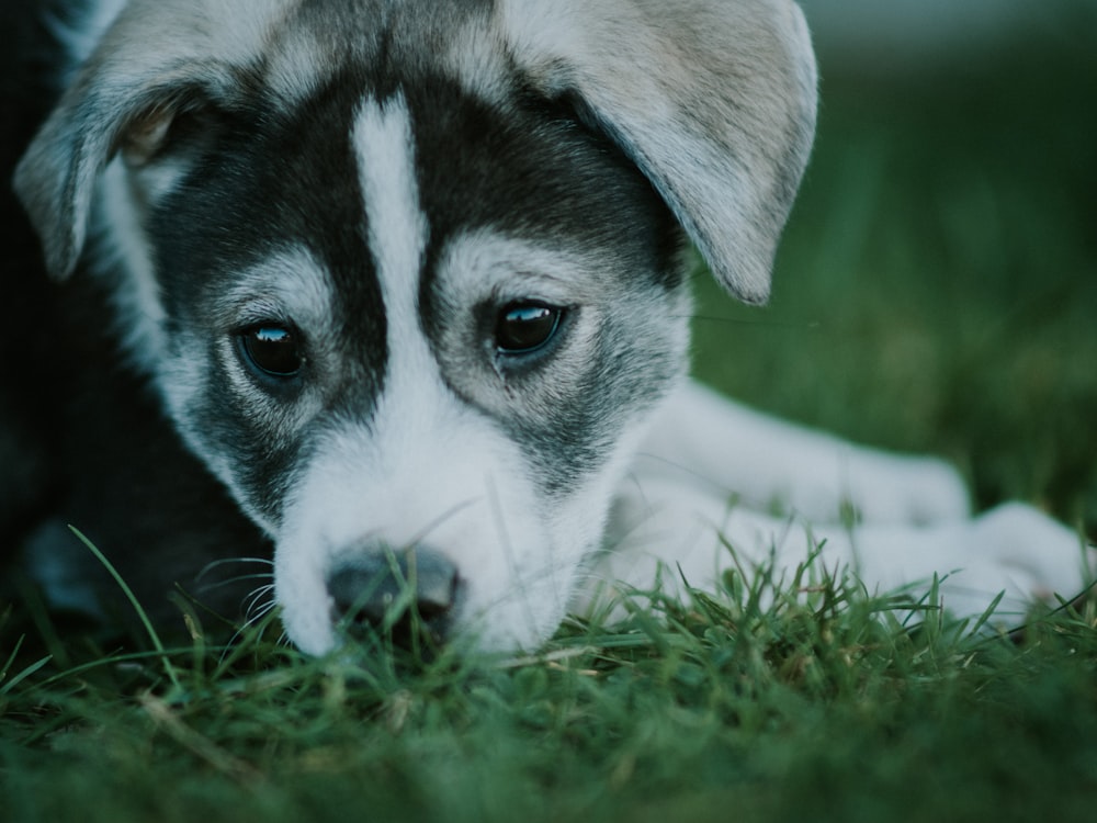 white and black siberian husky puppy on green grass during daytime