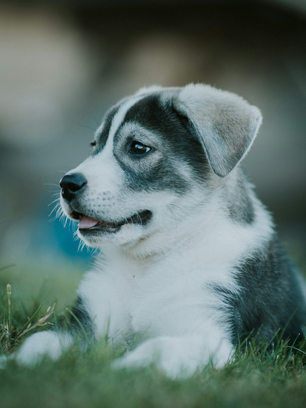 昼間の緑の芝生の上の黒と白のボーダーコリーの子犬