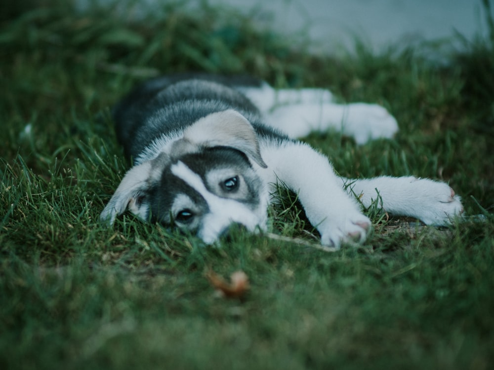 white and black siberian husky puppy lying on green grass during daytime