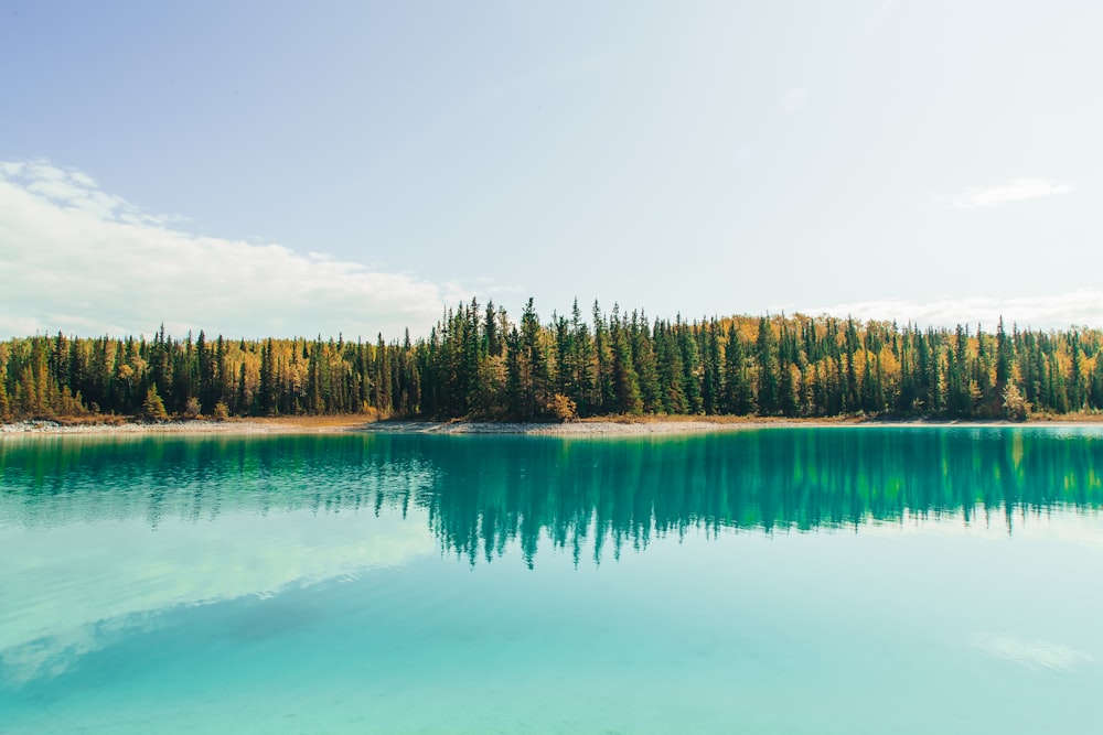 green trees beside body of water during daytime