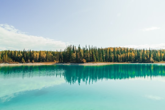 green trees beside body of water during daytime in Yoho National Park Of Canada Canada