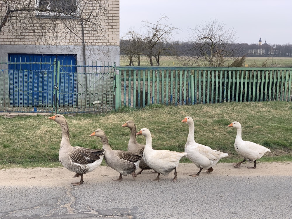 flock of geese on gray concrete road during daytime