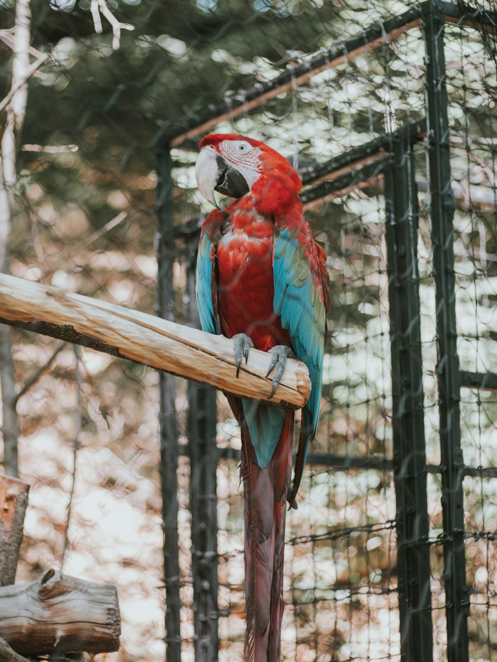 red and blue parrot on brown wooden stick