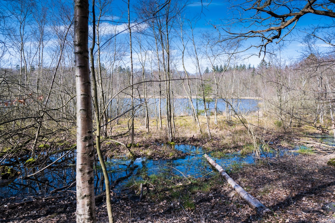Forest photo spot Bøllemosen Borre