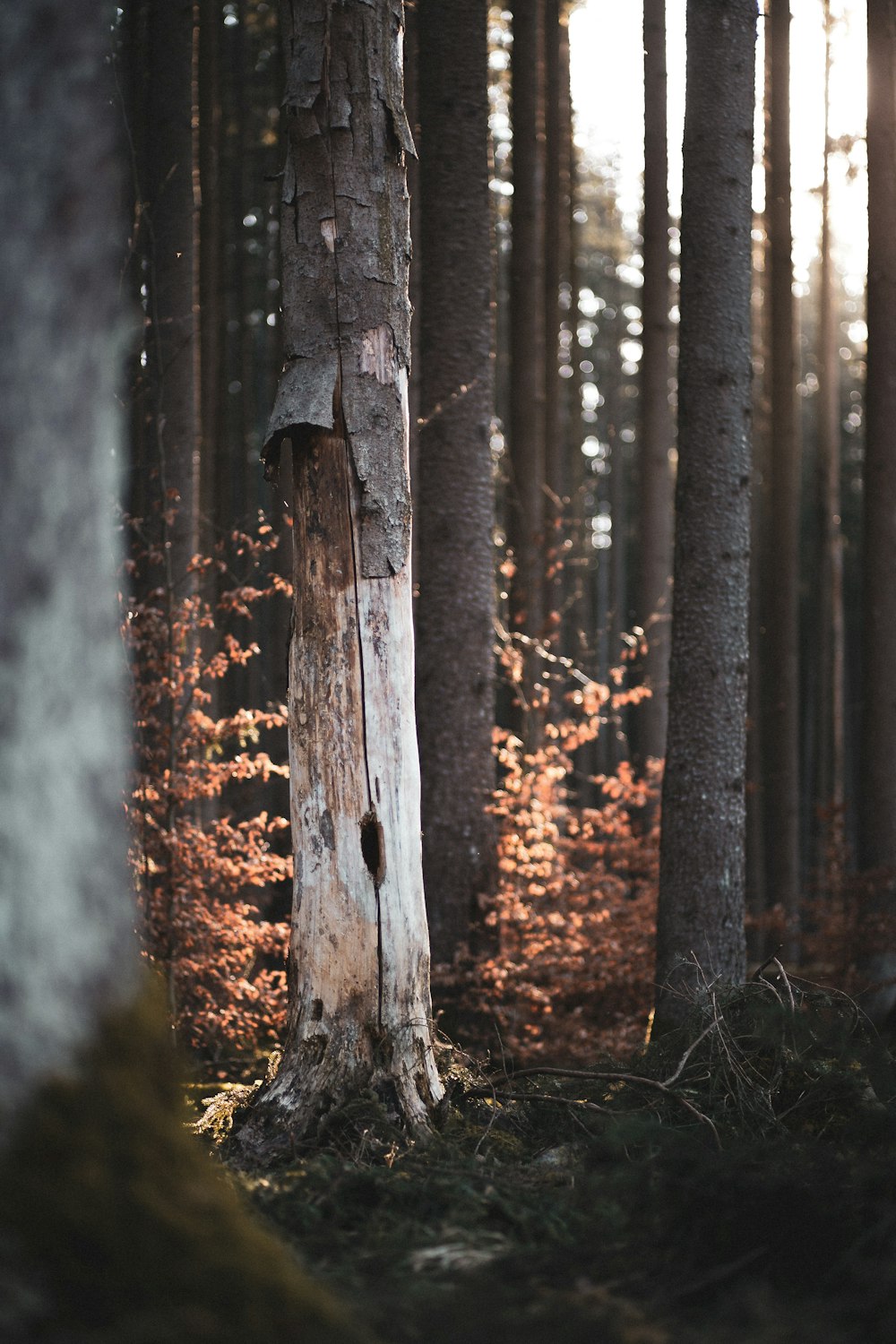 brown tree trunk during daytime