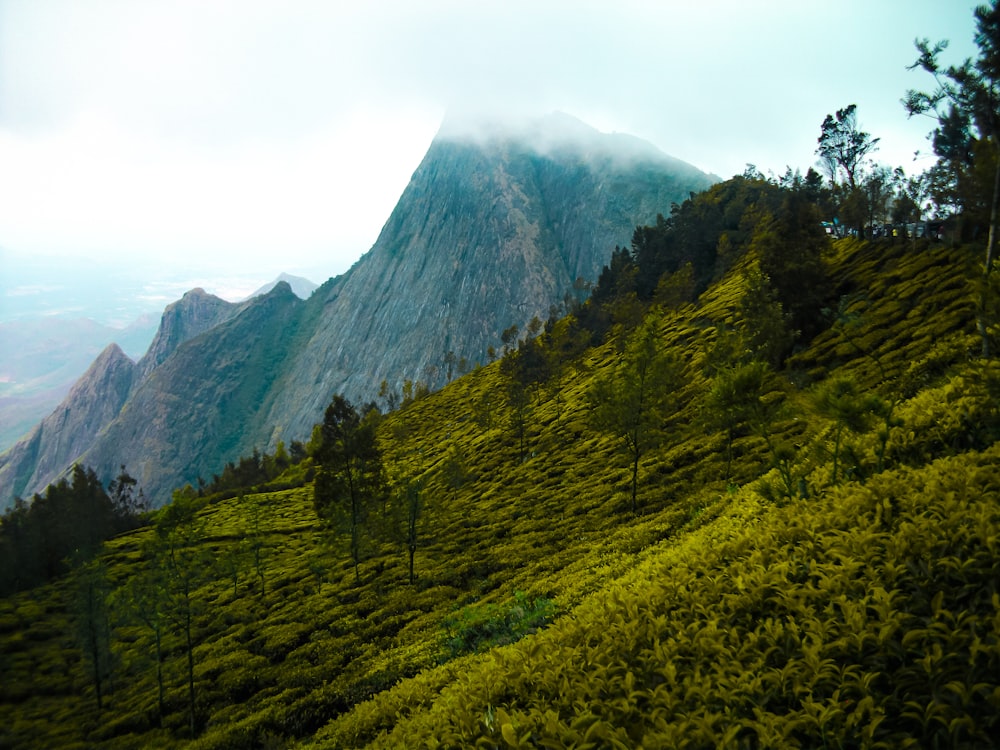 green trees on mountain under white clouds during daytime