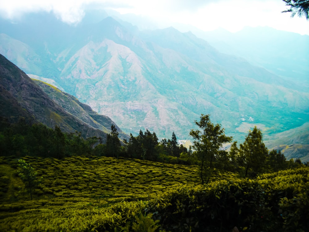 green trees and mountains during daytime