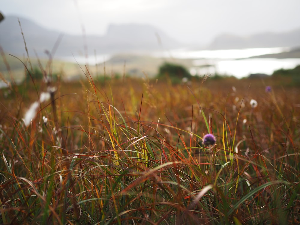 purple flower on green grass field during daytime