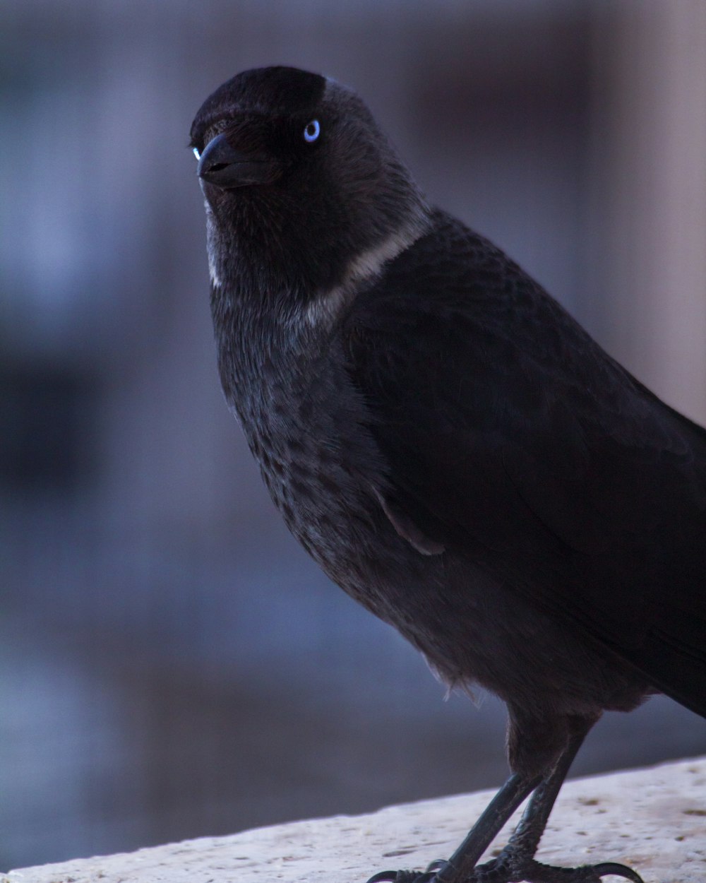 black and white bird on brown wooden surface