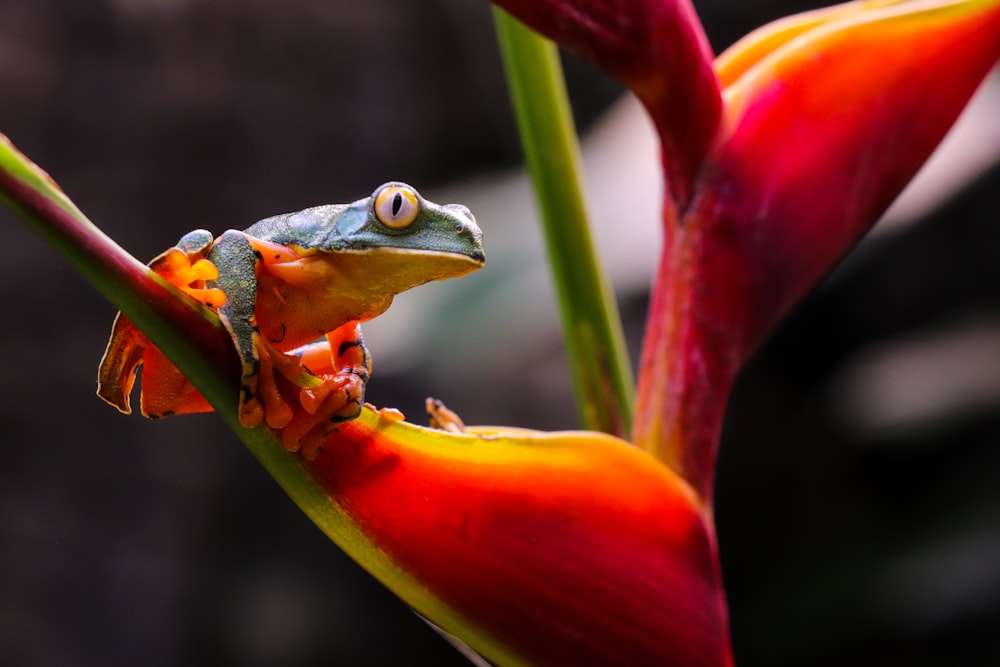 blue frog on red flower