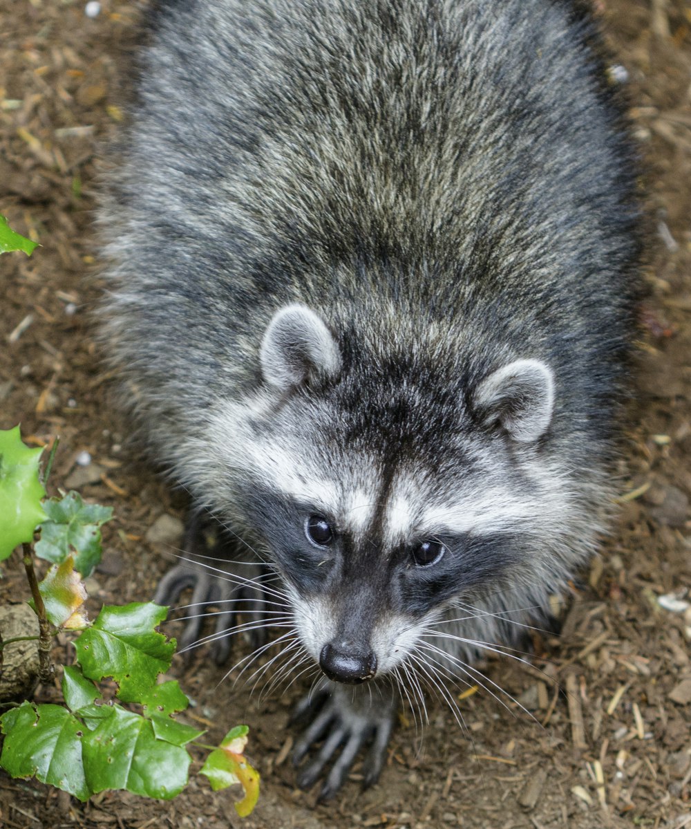 black and white animal on brown dried leaves