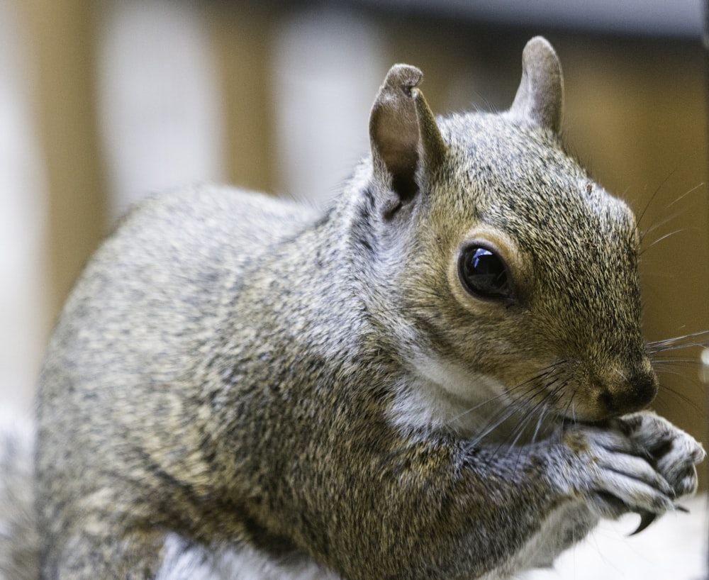 brown and white squirrel on brown wooden table