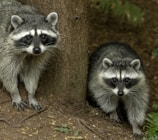 Raccoons