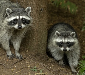 white and black animal on brown tree trunk