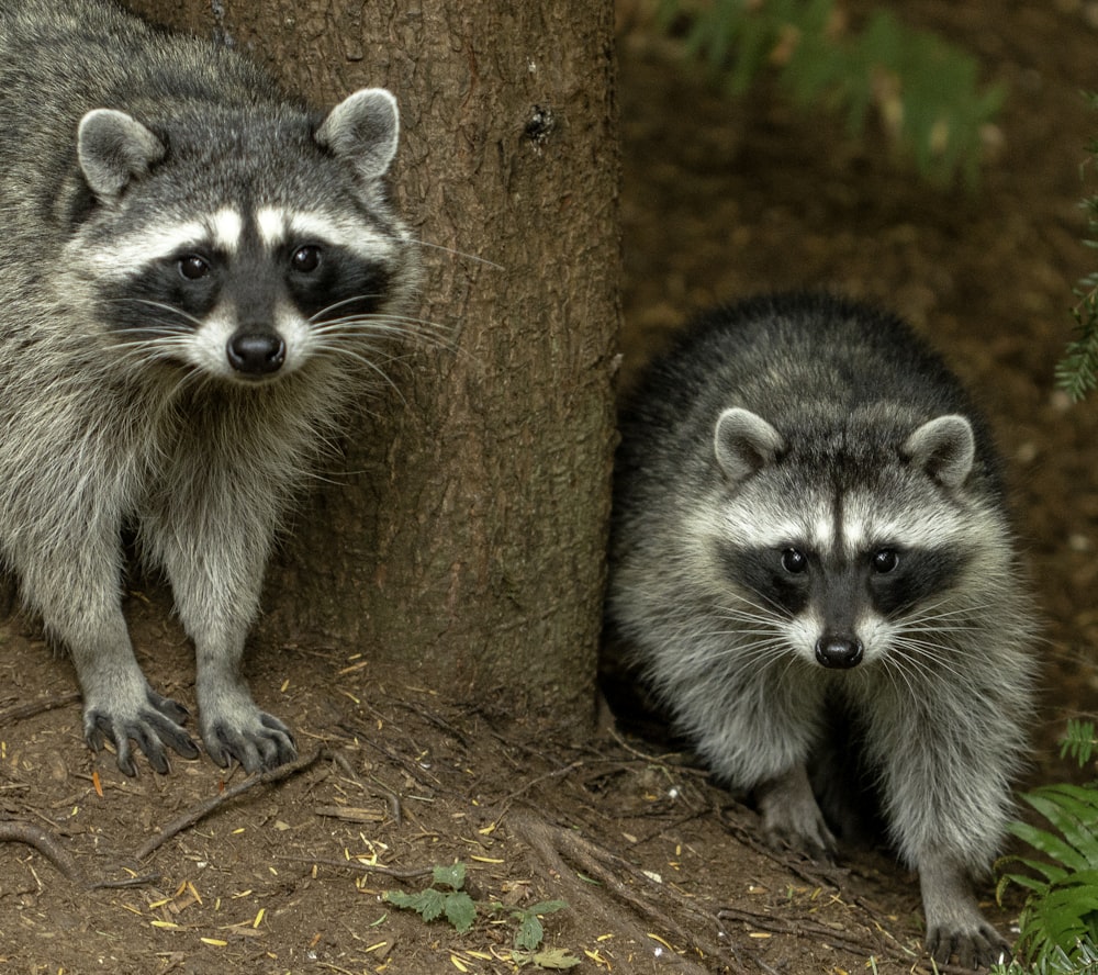 white and black animal on brown tree trunk