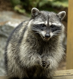 gray and black raccoon on brown wooden surface