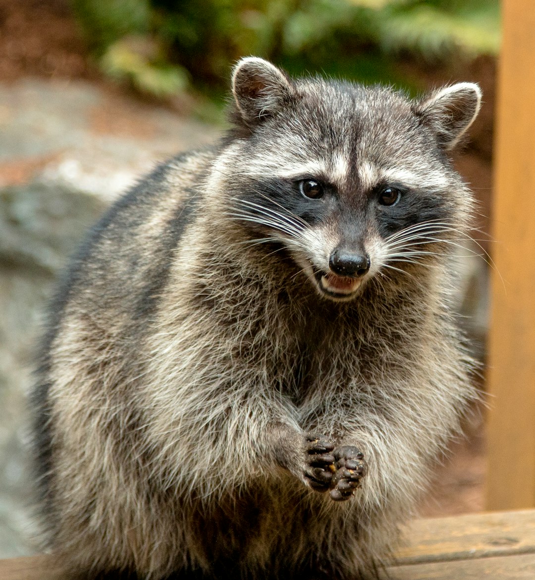  gray and black raccoon on brown wooden surface raccoon