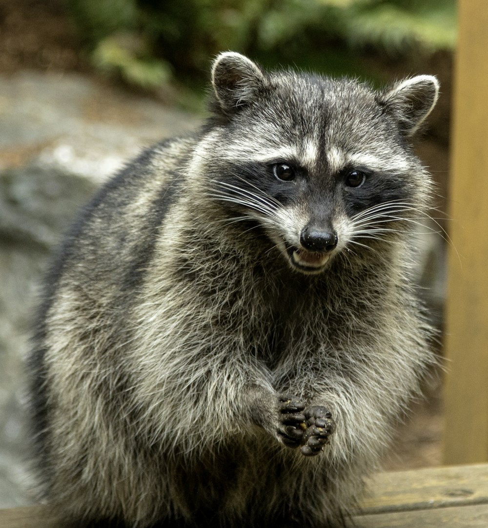 gray and black raccoon on brown wooden surface