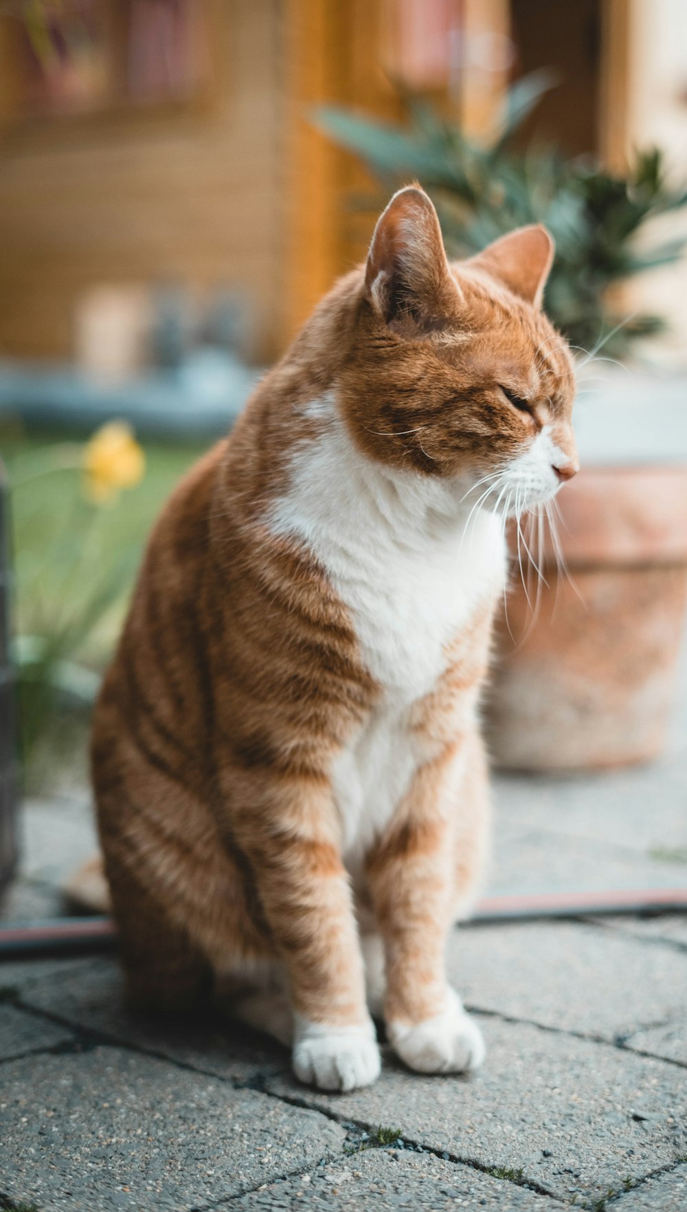 灰色のコンクリートの床にオレンジと白のぶち猫