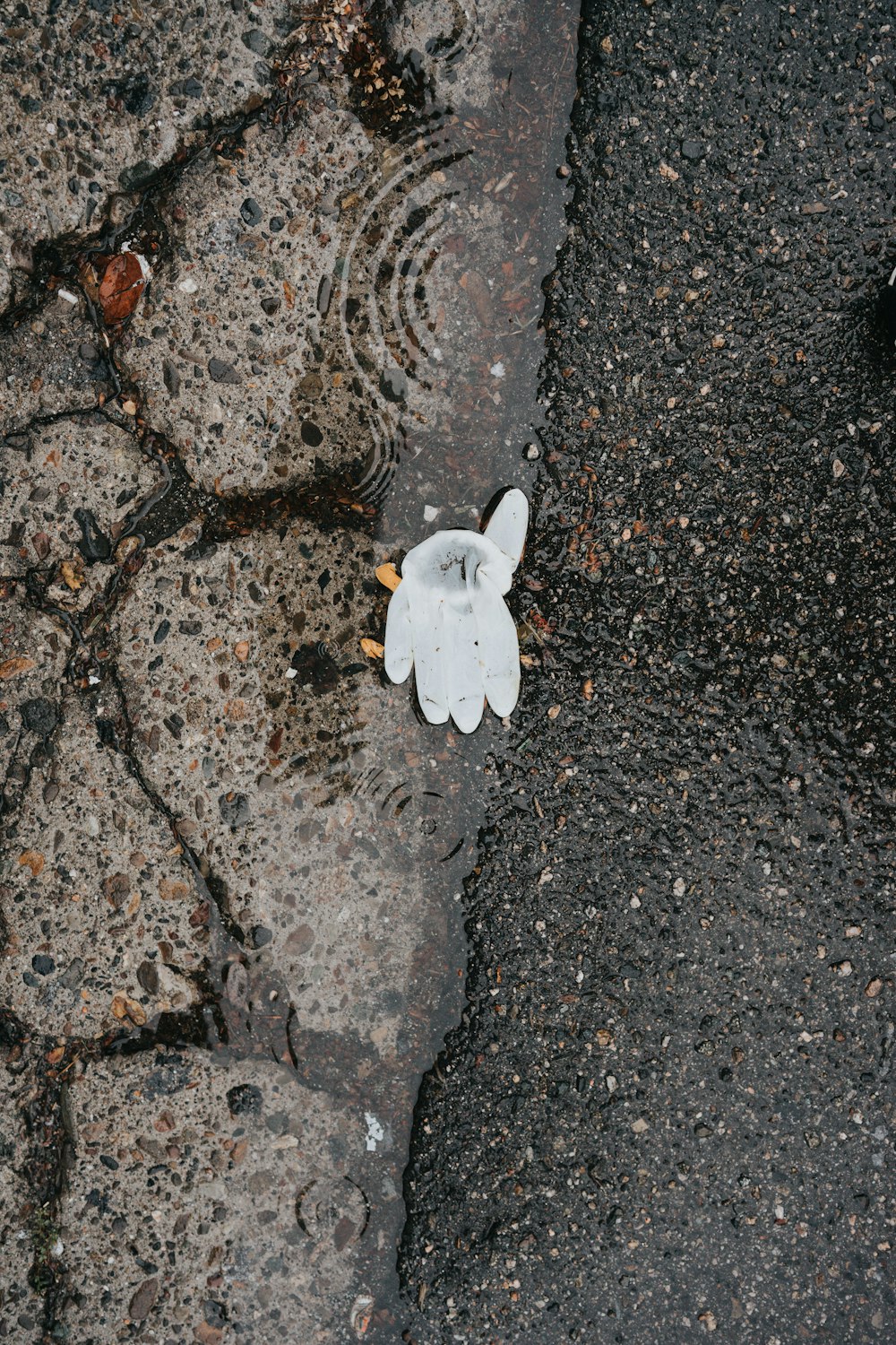 white butterfly on gray stone