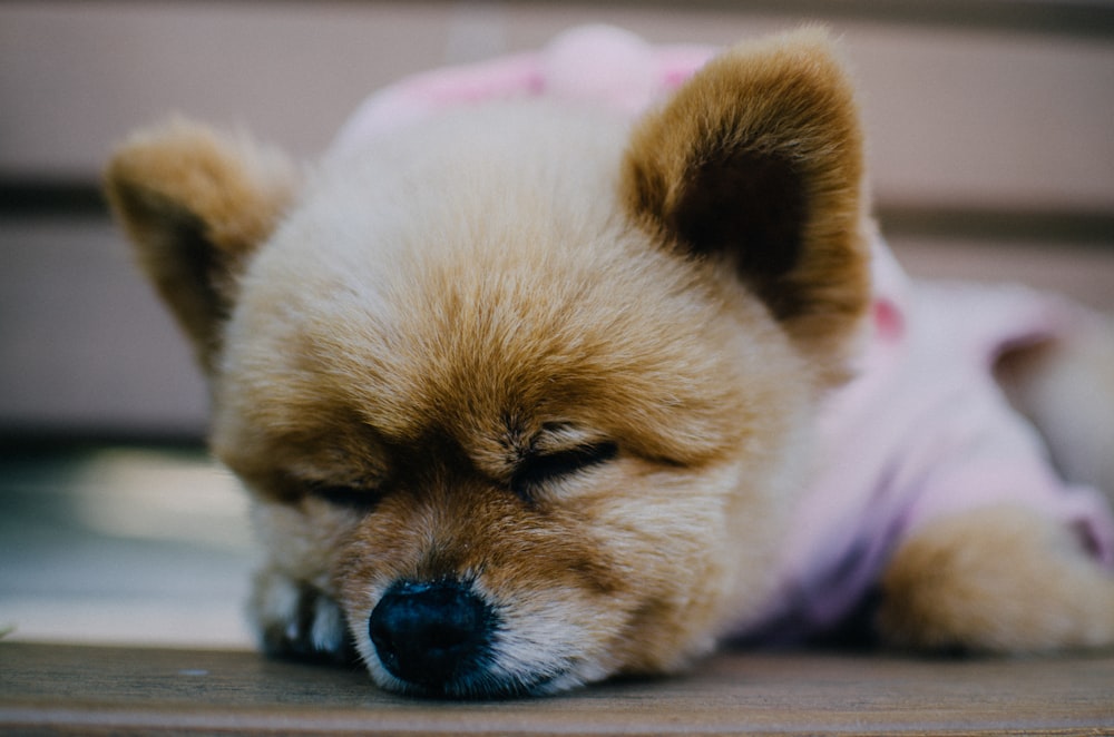 white and brown long coated small dog