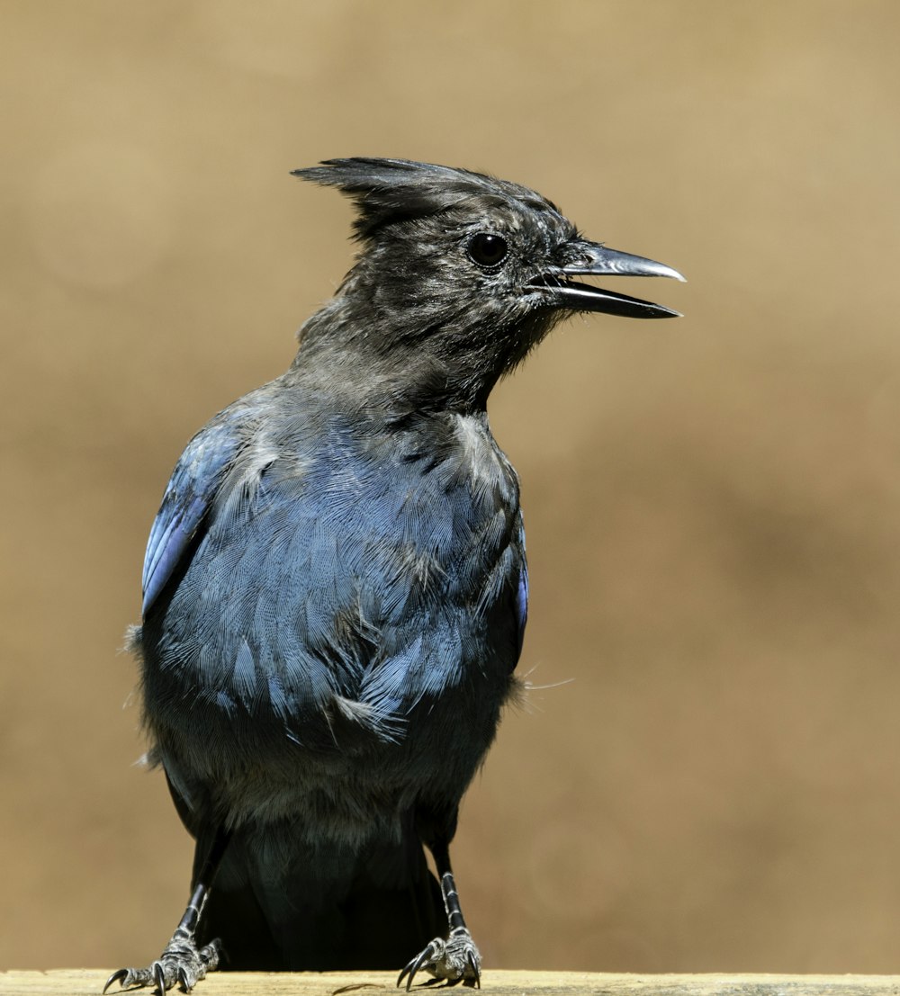 blue and black bird on brown tree branch