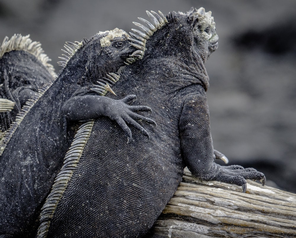 iguana cinza e preta na madeira marrom