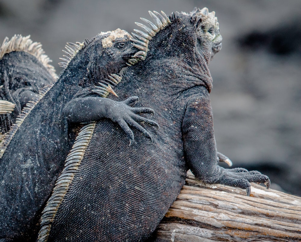 gray and black iguana on brown wood