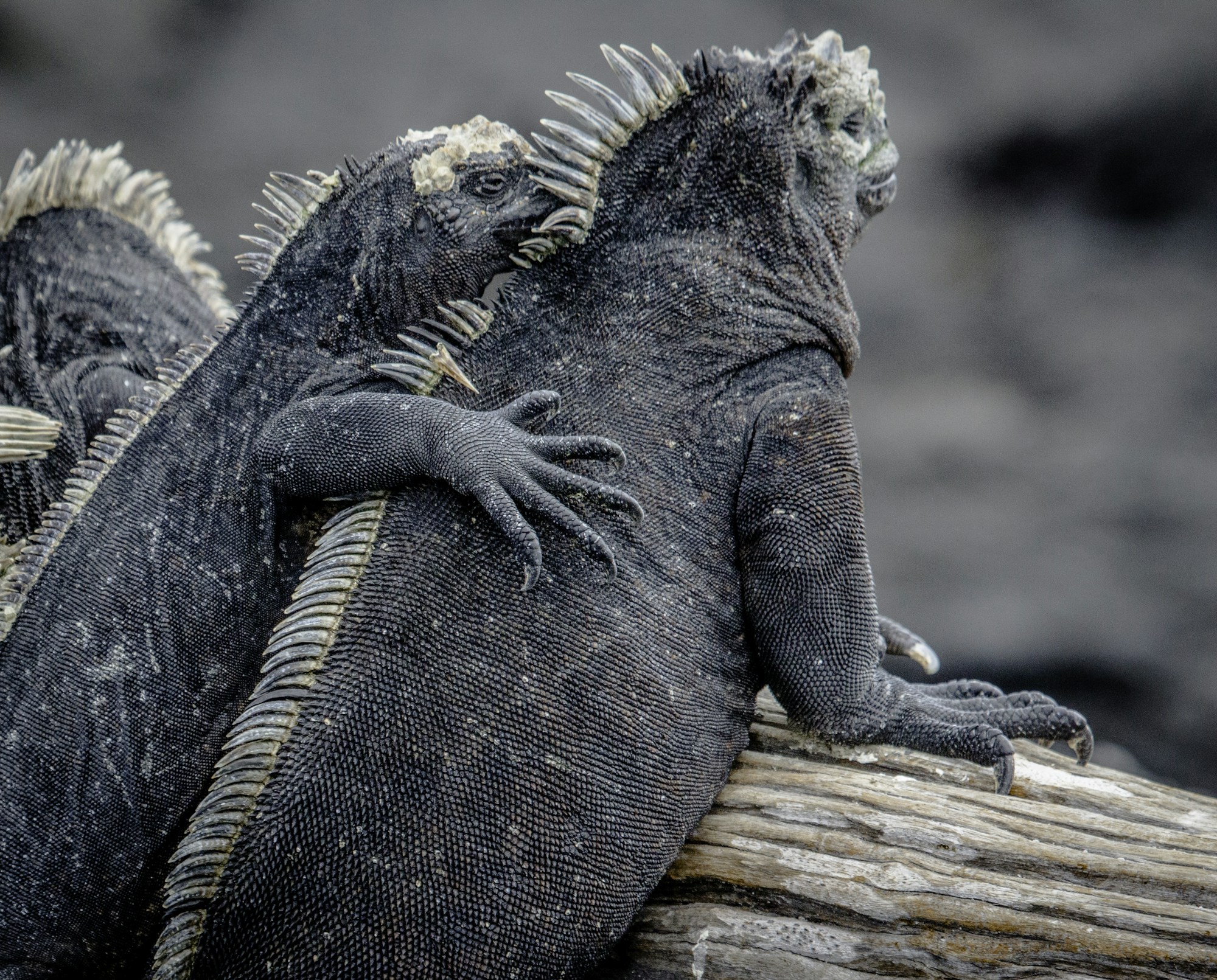 Ecuador & The Galapagos