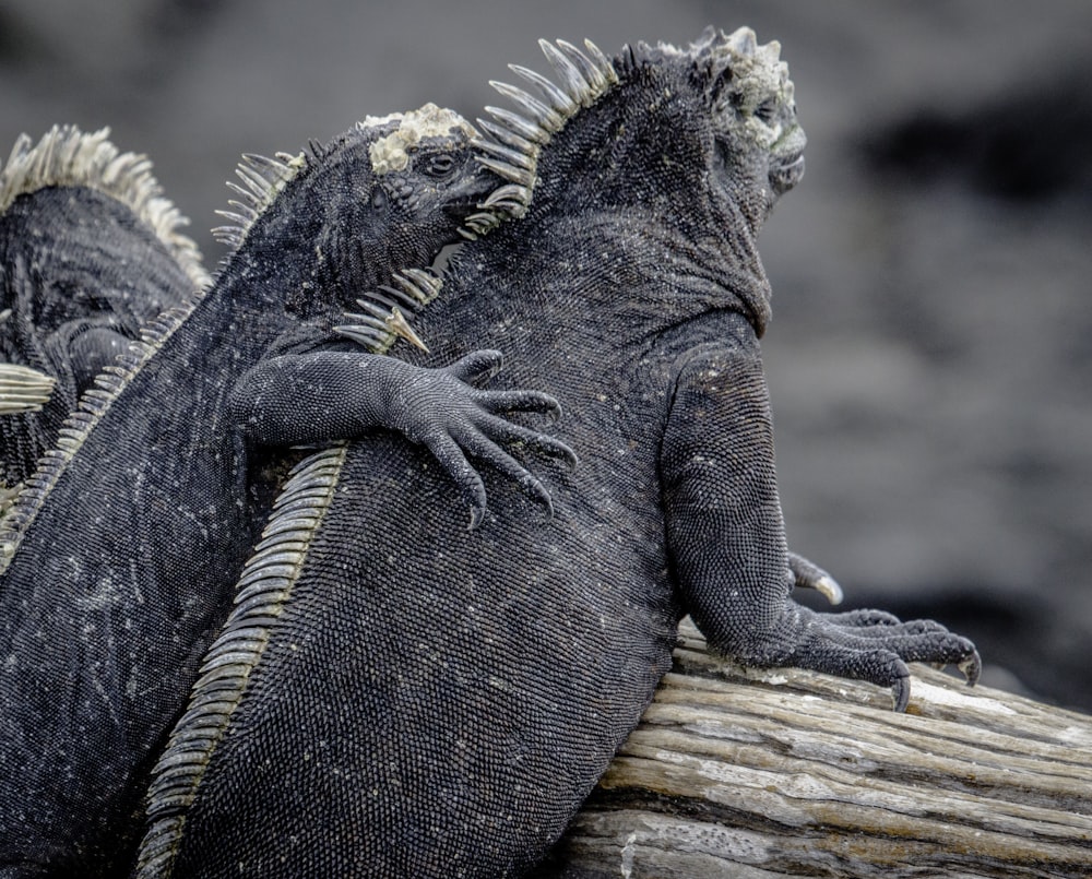 gray and black iguana on brown wood