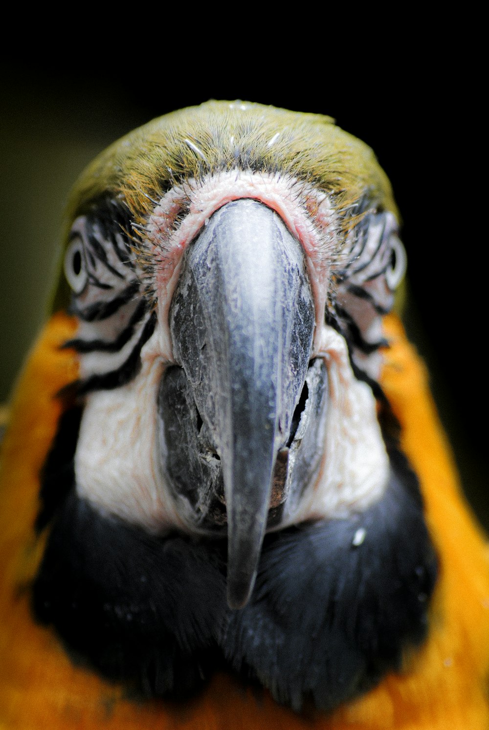 white yellow and black bird