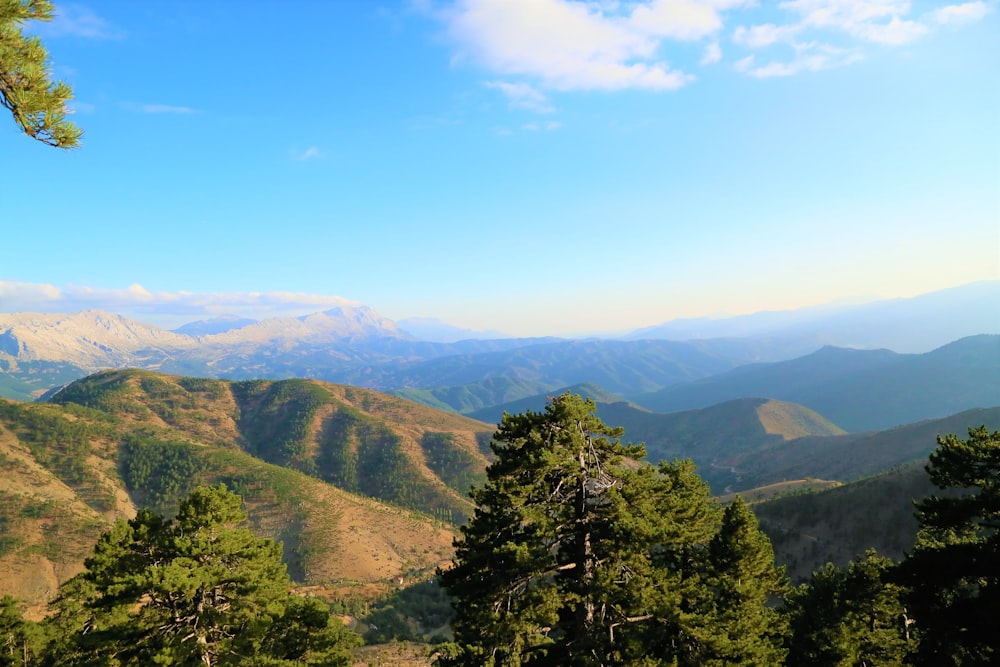 green trees on mountain under blue sky during daytime